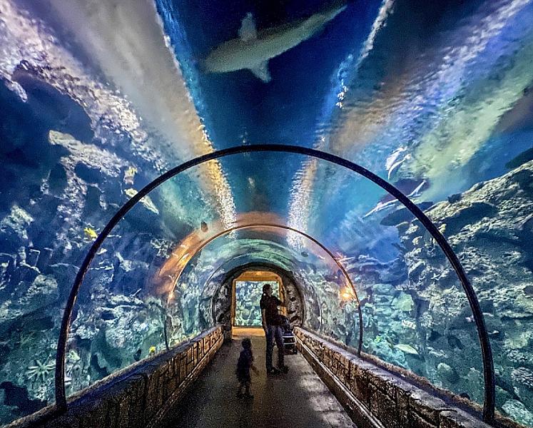 Shark Reef Aquarium