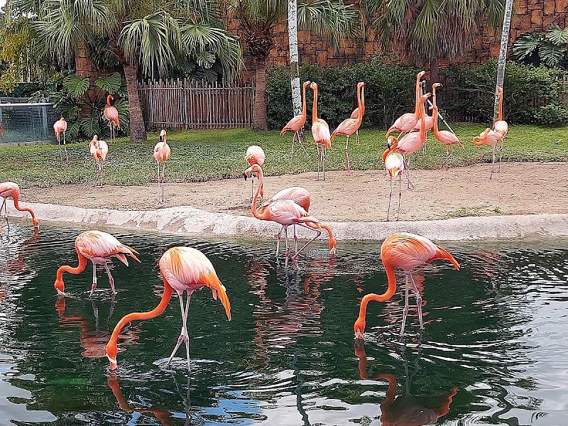Zoo Miami