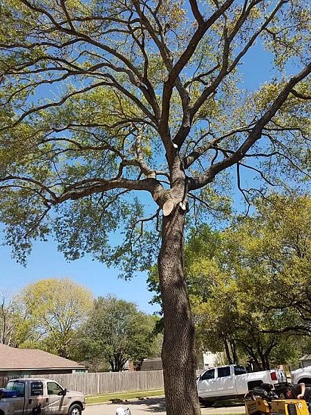 ABC Professional Tree Service