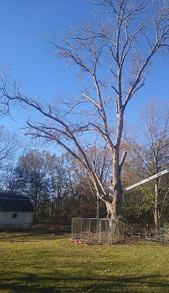 4A Tree Experts