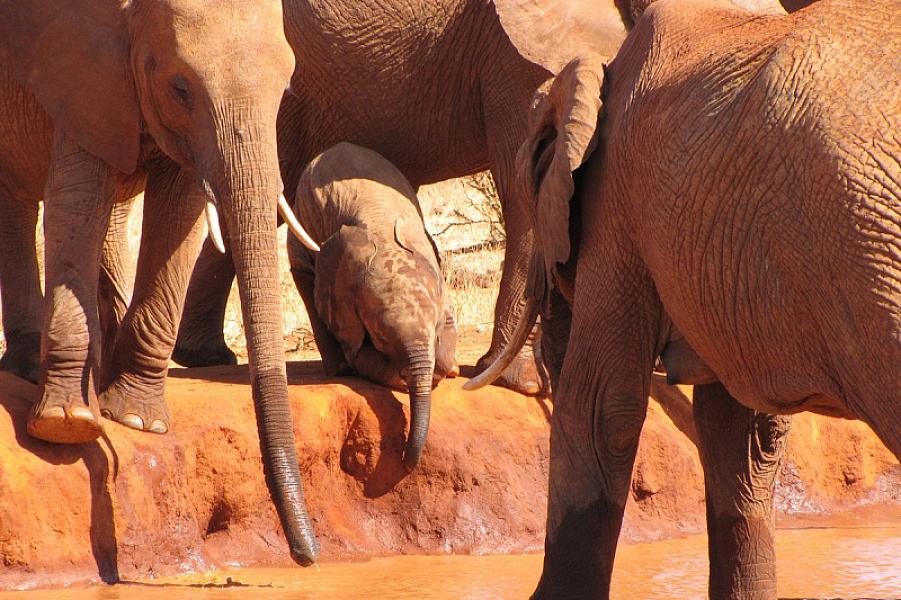African Memorable Safaris