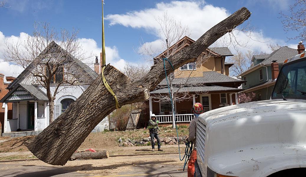 Ross Tree Company