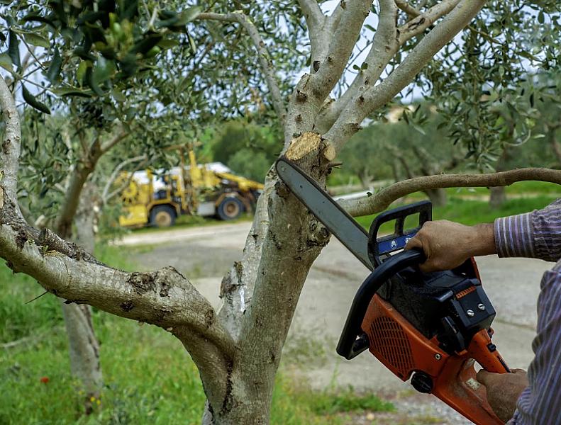Matt's Maintenance Tree Service
