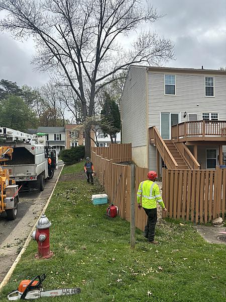 David Tree Service LLC