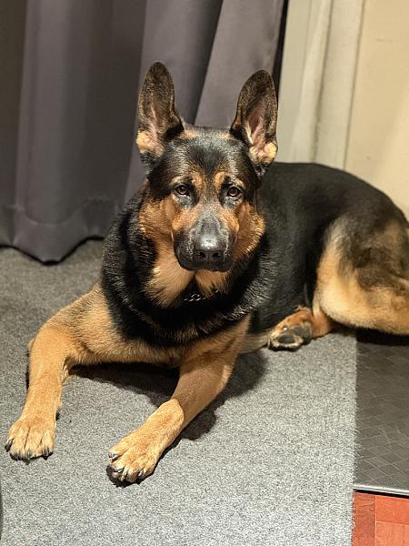 German Shepherd Puppies For Sale Kentucky
