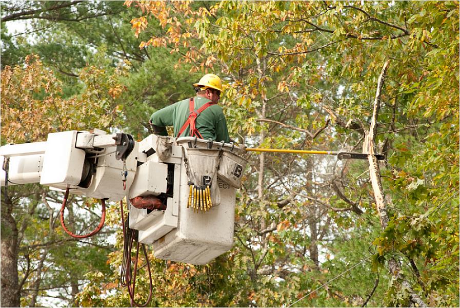 Randolph NJ Tree Service