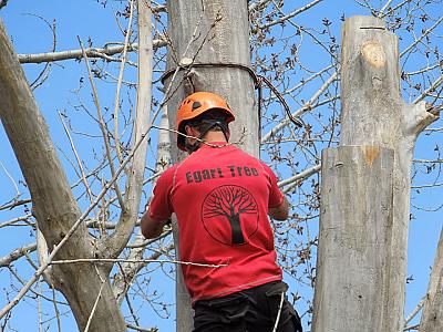 John Egart's Tree Service