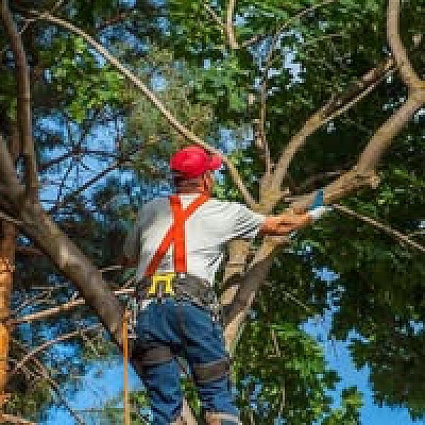 Thornton Towers Tree Service