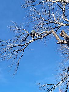 Monkey on the Tree