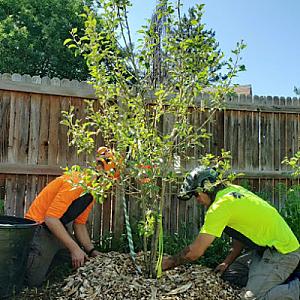Arbortec Tree Service